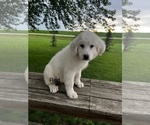 Small Photo #1 Great Pyrenees Puppy For Sale in PAULLINA, IA, USA