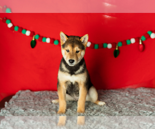 Medium Photo #1 Shiba Inu Puppy For Sale in MILLERSBURG, IN, USA