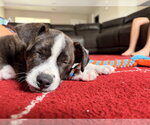 Small #3 Mutt