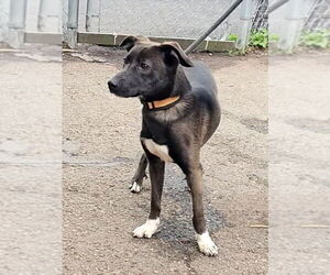 Wendy - Female Feist Terrier-Unknown Mix Dog for Adoption - Photo #5