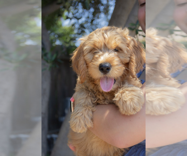 Medium Photo #6 Goldendoodle Puppy For Sale in FRESNO, CA, USA
