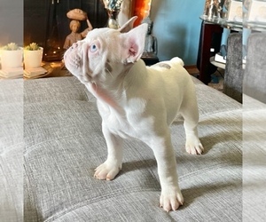 French Bulldog Puppy for sale in ANTIOCH, CA, USA