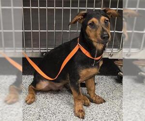 Miniature Pinscher-Unknown Mix Dogs for adoption in Houston, TX, USA
