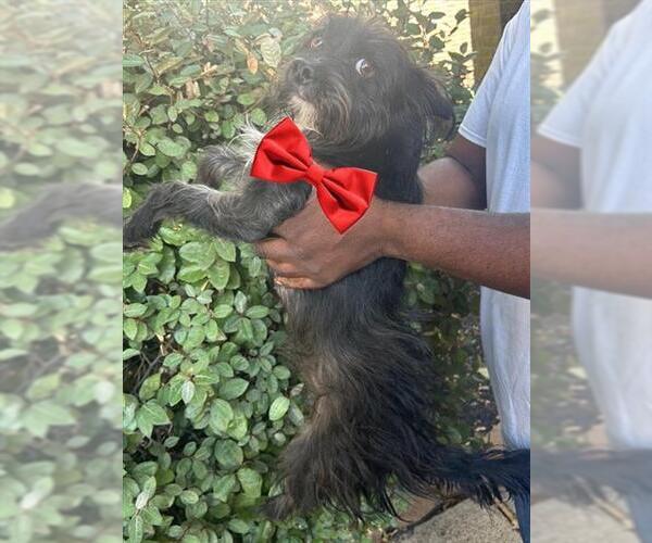 Medium Photo #1 Miniature Schnauzer-Unknown Mix Puppy For Sale in Houston, TX, USA