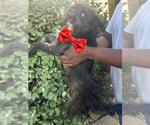 A663677 - Male Miniature Schnauzer-Unknown Mix Dog for Adoption - Small photo