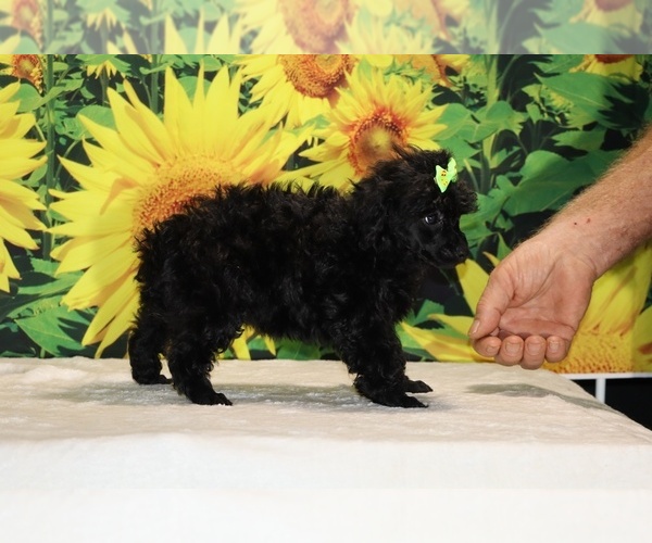 Medium Photo #24 Poodle (Toy) Puppy For Sale in DYERSBURG, TN, USA