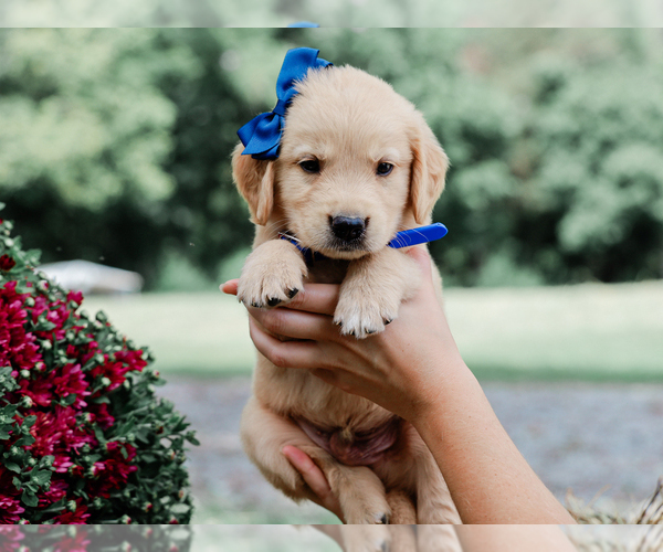 Medium Photo #3 Golden Retriever Puppy For Sale in LIBERTY, KY, USA
