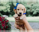 Small #2 Golden Retriever