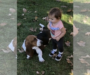Father of the Basset Hound puppies born on 07/21/2023