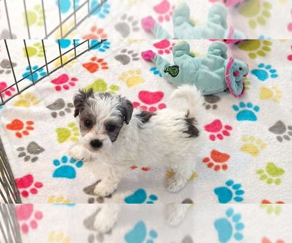 Medium Photo #8 Havapoo Puppy For Sale in ORO VALLEY, AZ, USA