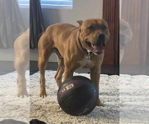 Medium Photo #10 American Pit Bull Terrier Puppy For Sale in CHARLOTTE, NC, USA