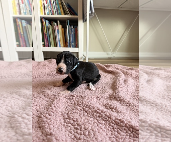 Medium Photo #1 Great Dane Puppy For Sale in BLYTHEWOOD, SC, USA