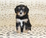 Small #2 Miniature Bernedoodle