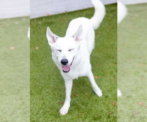 Medium Photo #3 Mutt Puppy For Sale in Canton, CT, USA