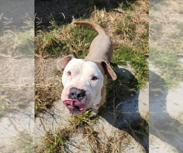 Medium Photo #3 American Pit Bull Terrier Puppy For Sale in Evansville, IN, USA