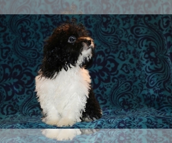 Medium Photo #10 Goldendoodle (Miniature) Puppy For Sale in DYERSBURG, TN, USA