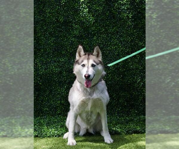 Medium Photo #2 Siberian Husky Puppy For Sale in Naples, FL, USA