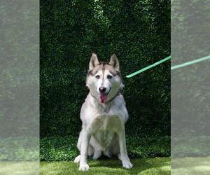 NALA - Female Siberian Husky Dog for Adoption - Photo #2