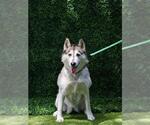 Small #1 Siberian Husky