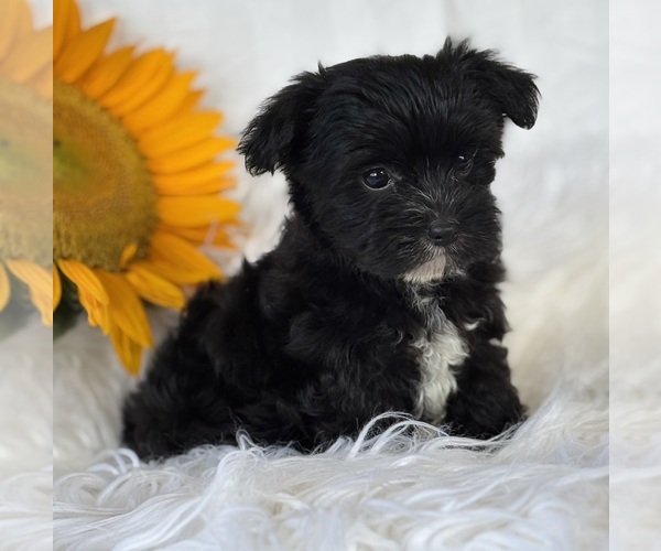Medium Photo #5 Morkie Puppy For Sale in ROCK STREAM, NY, USA