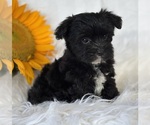 Small #4 Morkie