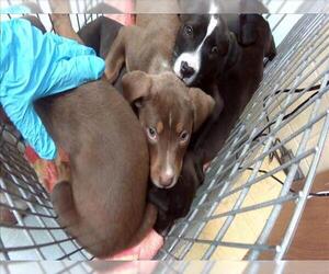 Labrador Retriever-Unknown Mix Dogs for adoption in Tulsa, OK, USA