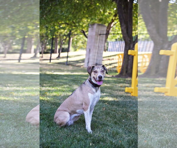 Medium Photo #2 Mutt Puppy For Sale in Sandy, UT, USA