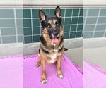Small #1 German Shepherd Dog Mix