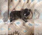 Small Photo #15 Alusky-Dutch Shepherd Dog Mix Puppy For Sale in VINTONDALE, PA, USA