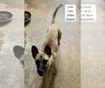 Small #1 Mutt