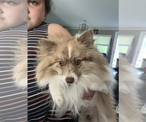 Pomeranian Puppy for sale in FALLS OF ROUGH, KY, USA