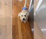 Small #2 Havanese Mix