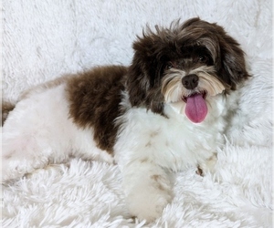 Mother of the Havanese puppies born on 03/22/2025