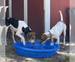 Small Photo #7 Mutt Puppy For Sale in North Myrtle Beach, SC, USA
