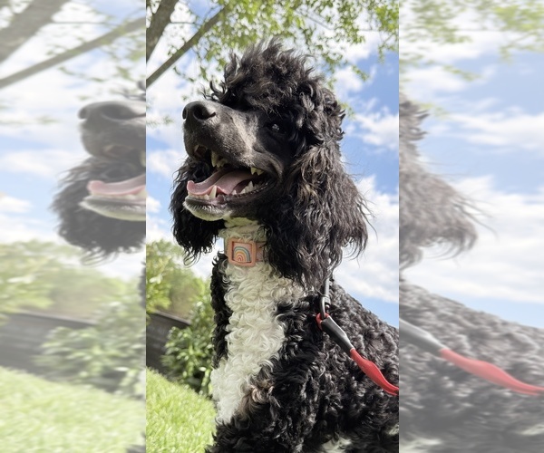 Medium Photo #4 Poodle (Standard) Puppy For Sale in FAIRVIEW, TN, USA