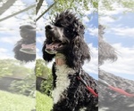 Small #3 Poodle (Standard)
