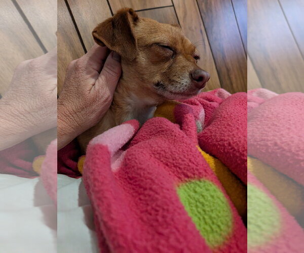 Medium Photo #4 Chihuahua-Unknown Mix Puppy For Sale in Aurora, CO, USA