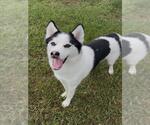 Small Siberian Husky Mix