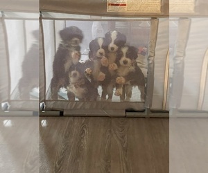 Bernese Mountain Dog-Miniature Bernedoodle Mix Litter for sale in PLEASANT HILL, CA, USA
