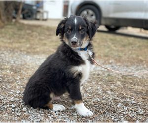 Miniature Australian Shepherd Puppy for Sale in PERU, Nebraska USA