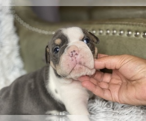English Bulldog Puppy for sale in HAMDEN, CT, USA