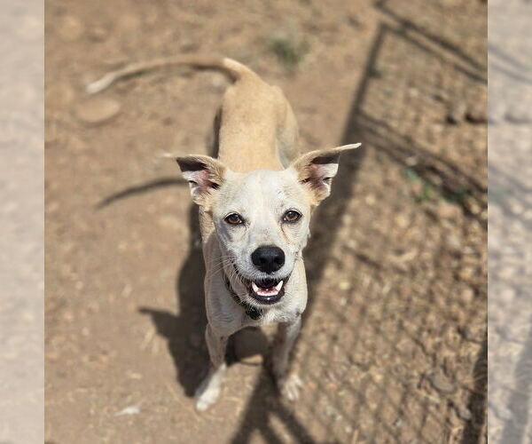 Medium Photo #3 Mutt Puppy For Sale in Chico, CA, USA