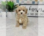 Small #3 Cavapoo (Miniature)
