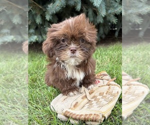 Shih Tzu Puppy for sale in MIDDLEBURY, IN, USA