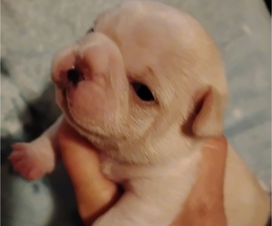 Frenchie Pug Puppy for Sale in NEW WAVERLY, Texas USA