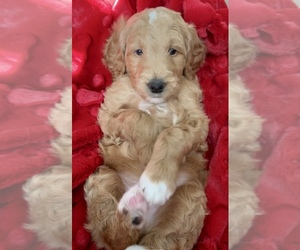 Golden Retriever-Poogle Mix Puppy for sale in CARROLLTON, TX, USA
