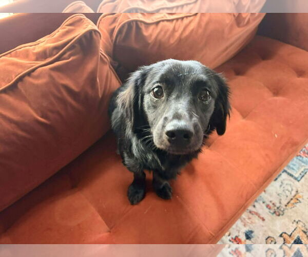 Medium Photo #1 Chiweenie Puppy For Sale in Grafton, WI, USA