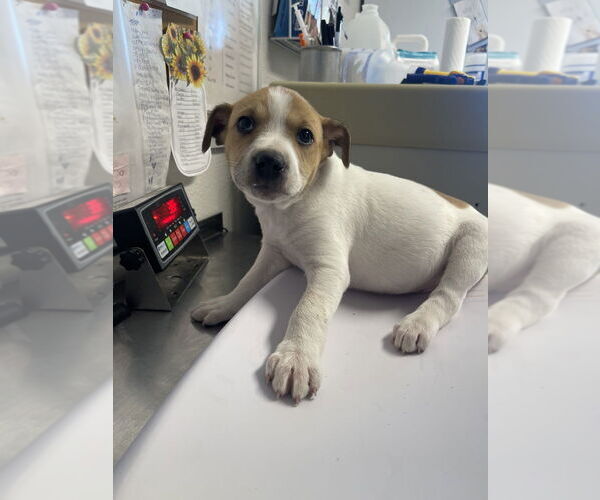 Medium Photo #4 Bulldog-Collie Mix Puppy For Sale in Bolivar, MO, USA