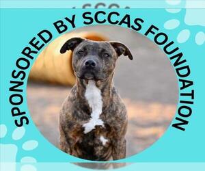 Mutt Dogs for adoption in Santa Cruz, CA, USA