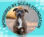 GRUFFI* - Male Mutt Dog for Adoption - Small photo